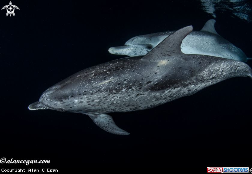 A underwater creature