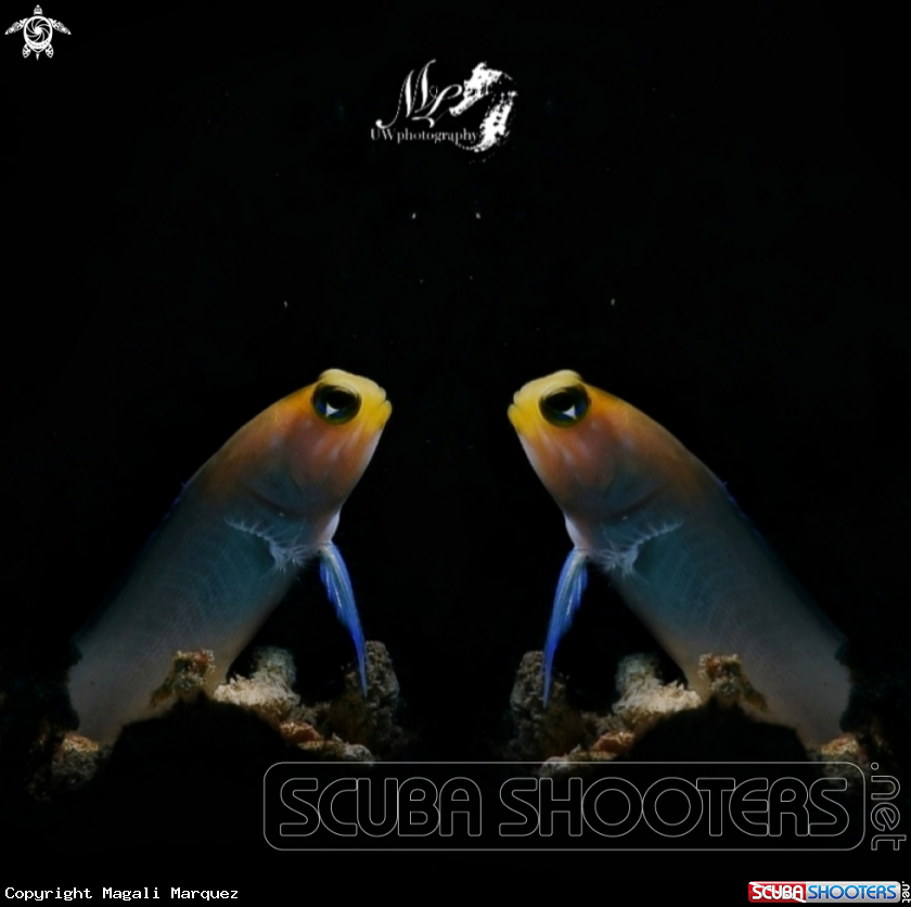 A Yellowhead Jawfish