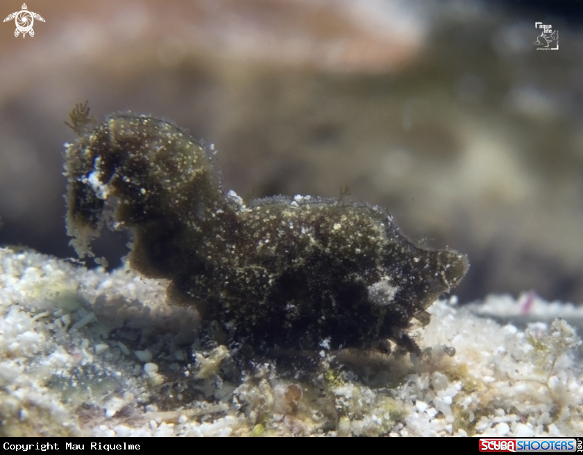 A Roughback Shrimp