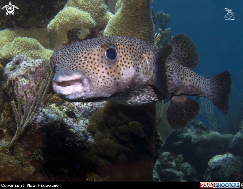 A Porcupinefish
