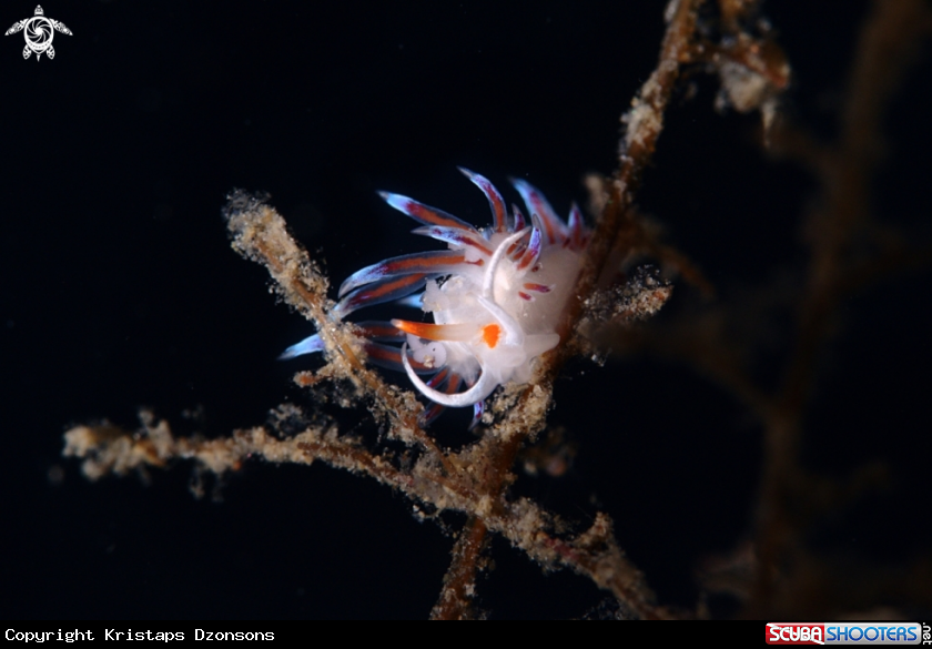 A Cratena peregrina nudibranch