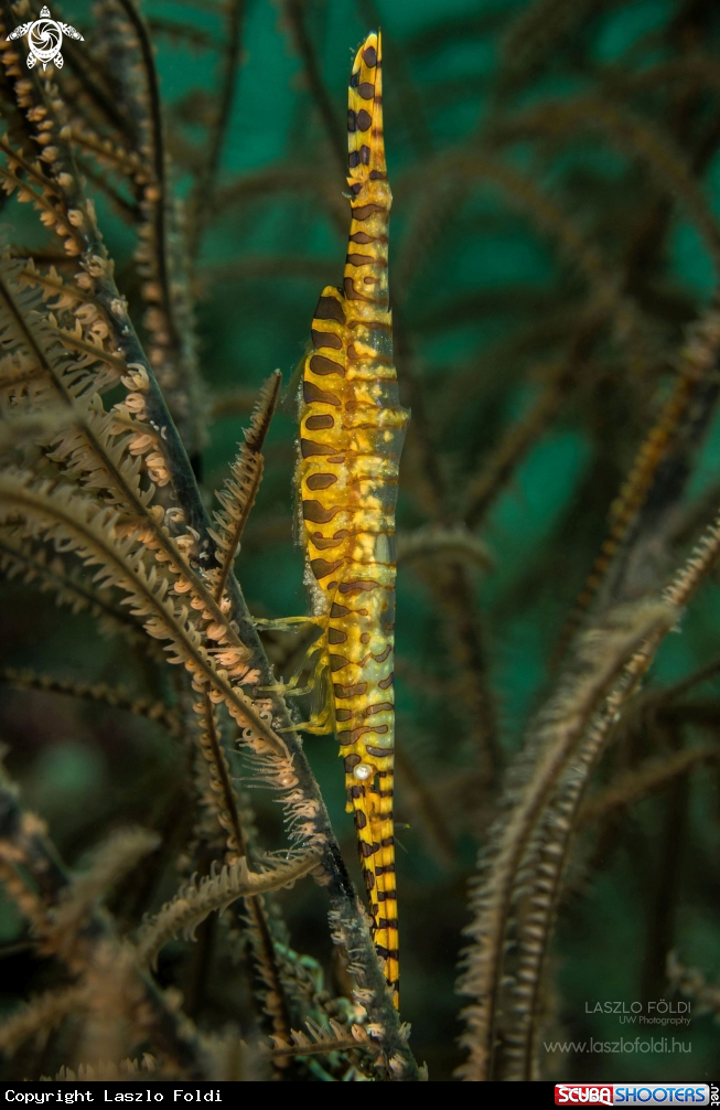 A Tozeuma armatum