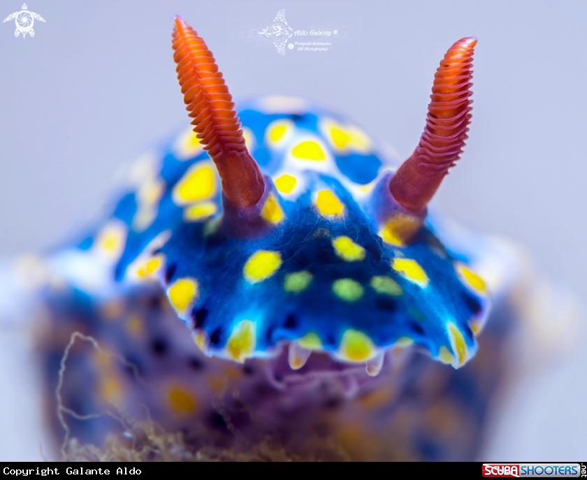 A Hypselodoris Nudibranch