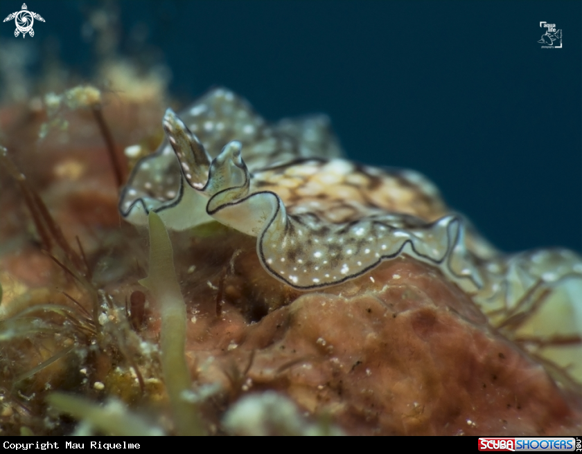 A Reticulated Flatworm