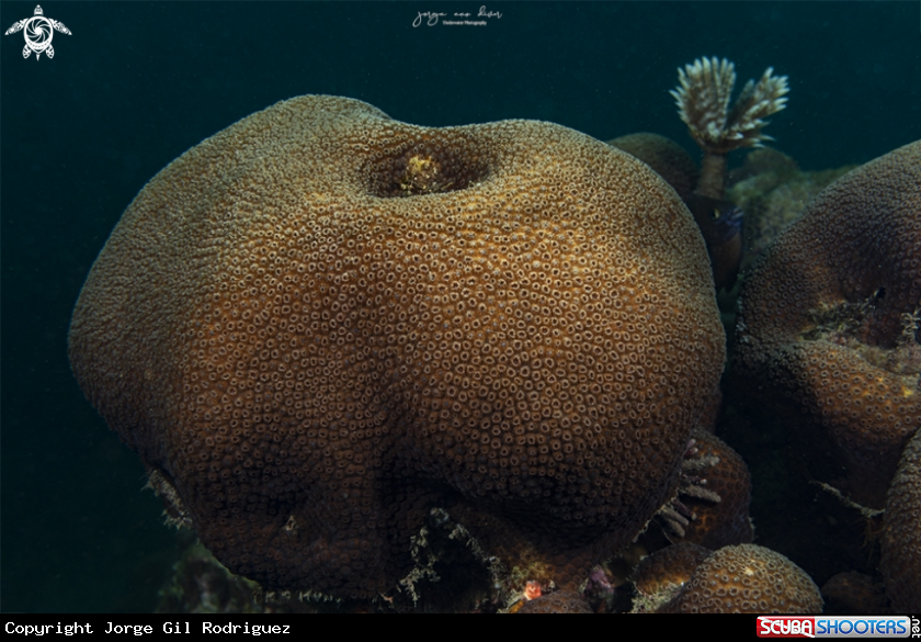 A Great Star Coral