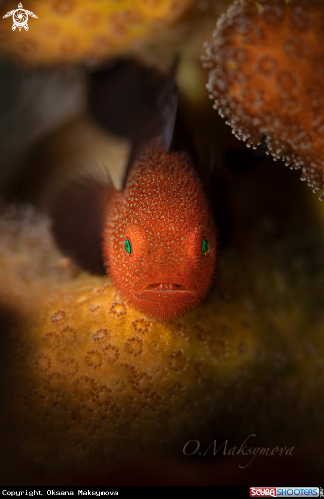 A Redhead Stylophora Goby (Paragobiodon echinocephalus)  