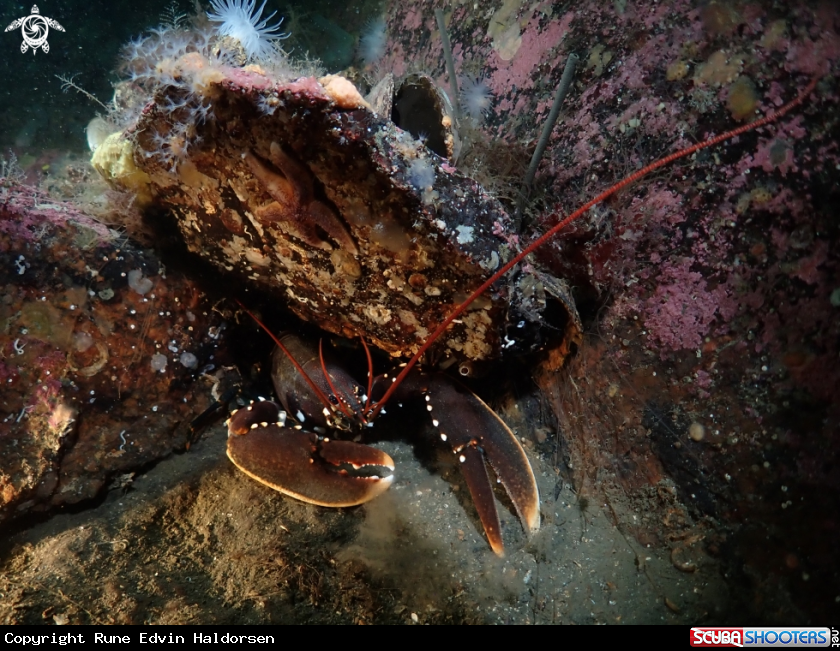 A Lobster