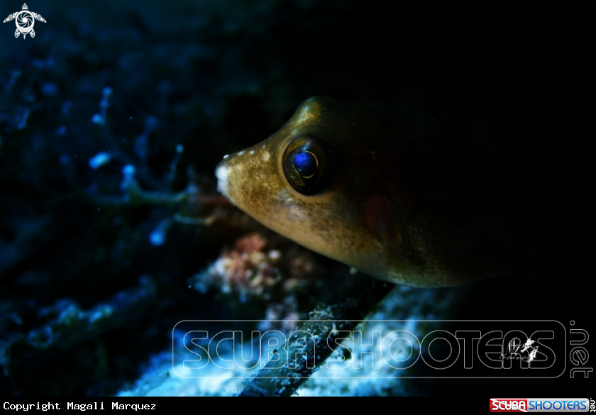 A Sharpnose pufferfish 
