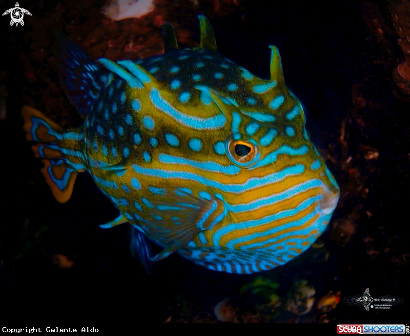 A Shaw's Cowfish