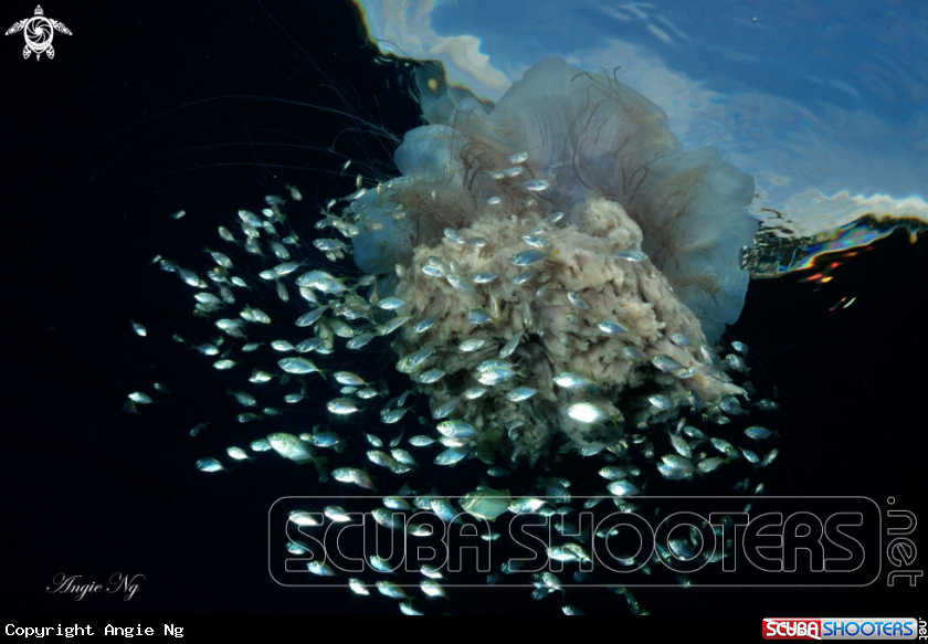 A Jelly fish