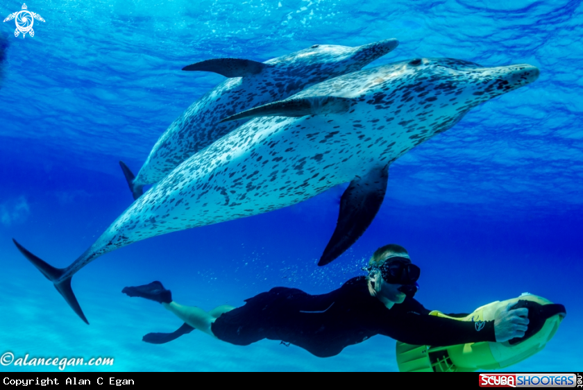 A underwater creature