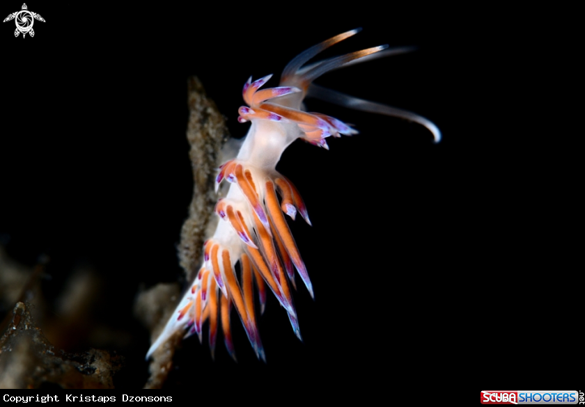 A Cratena peregrina nudibranch