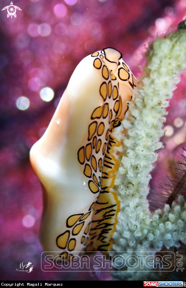 A Flamingo Tongue 