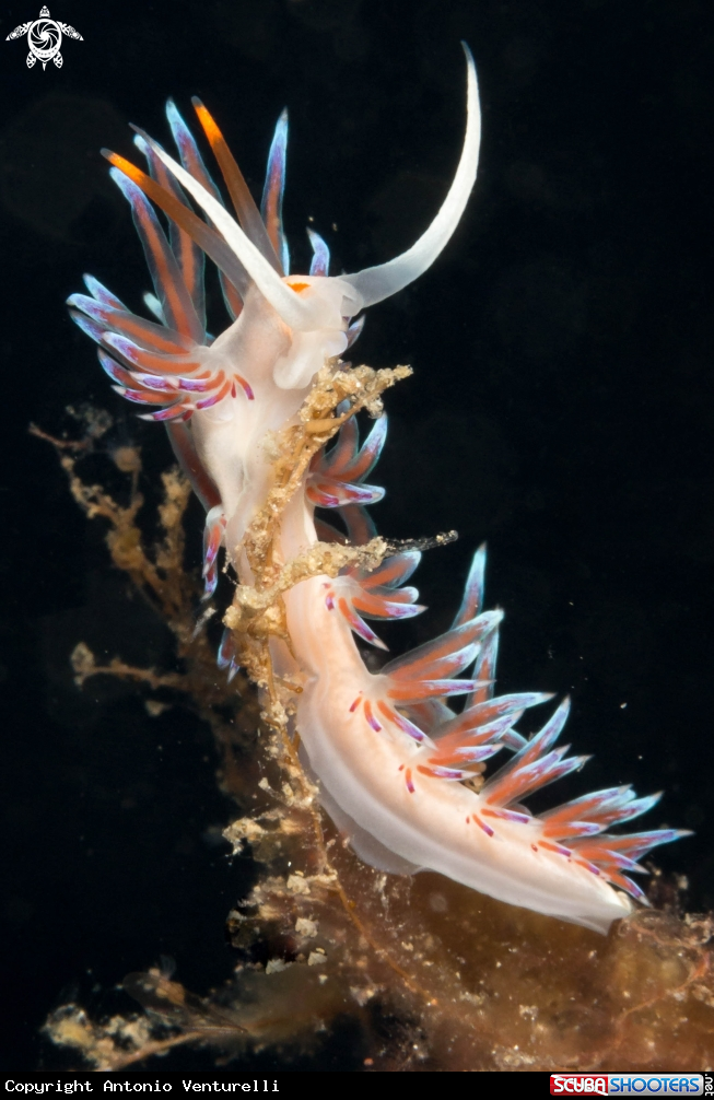 A Lumaca pellegrina
