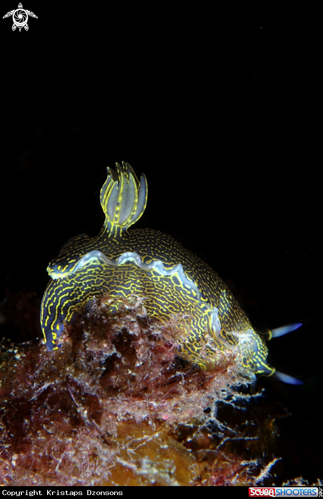 A Felimare picta nudibranch