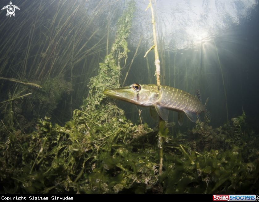 A Northen pike