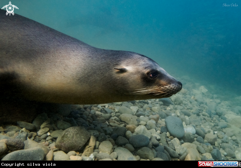A California Sea Lion