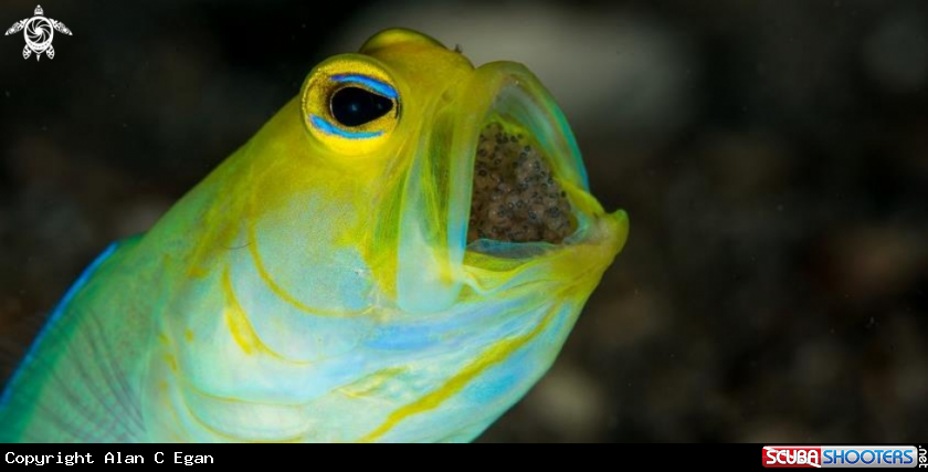A Yellowhead Jawfish