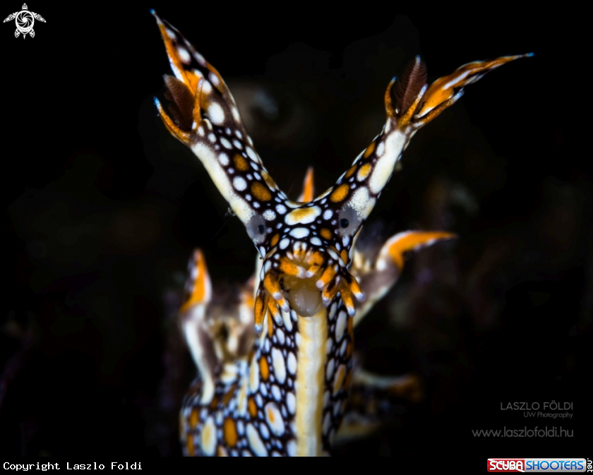 A Bornella anguilla