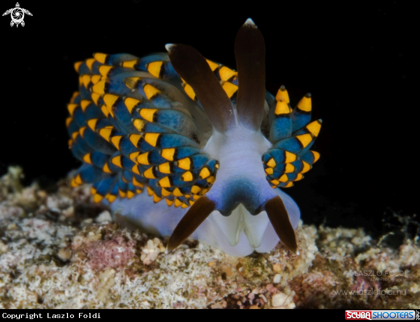 A Trinchesia sp
