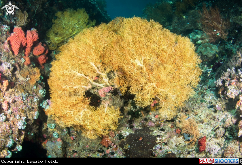 A Seafan 