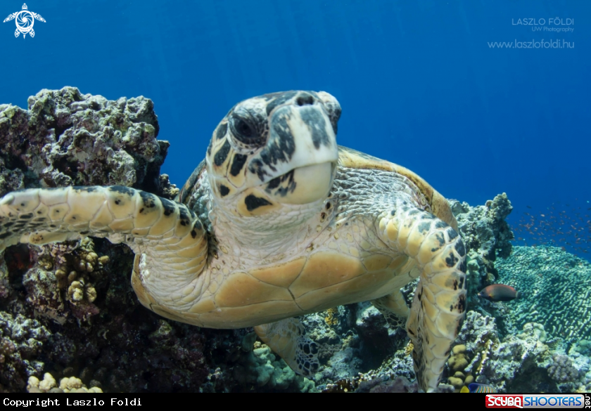 A Turtle 