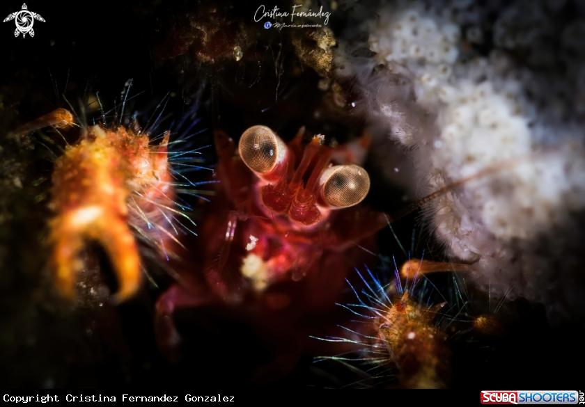 A Squat lobster