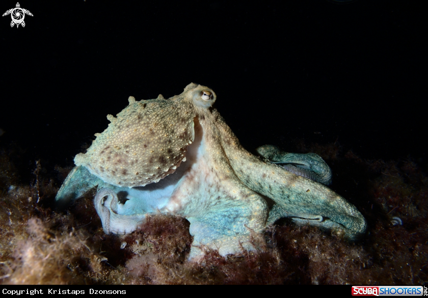 A Common octopus