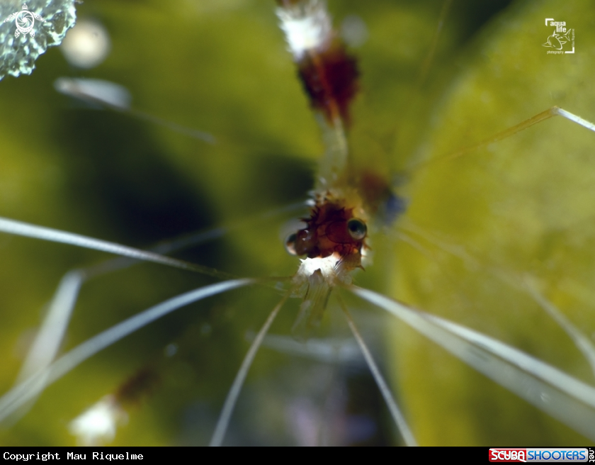 A Banded Coral Shrimp