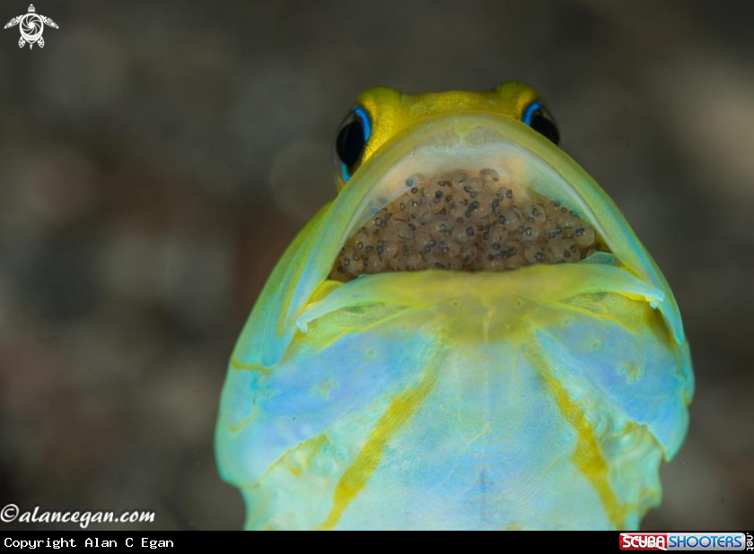 A Yellowhead Jawfish