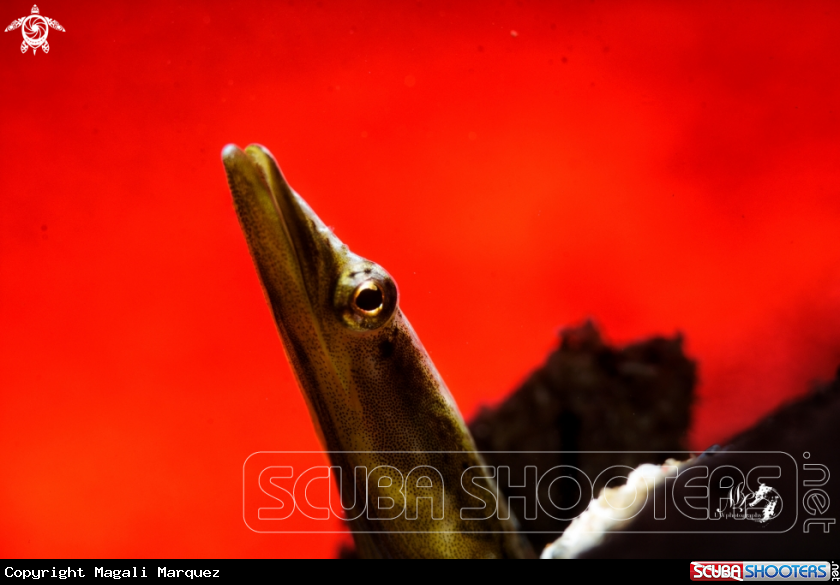 A Yellowface Pike Blenny