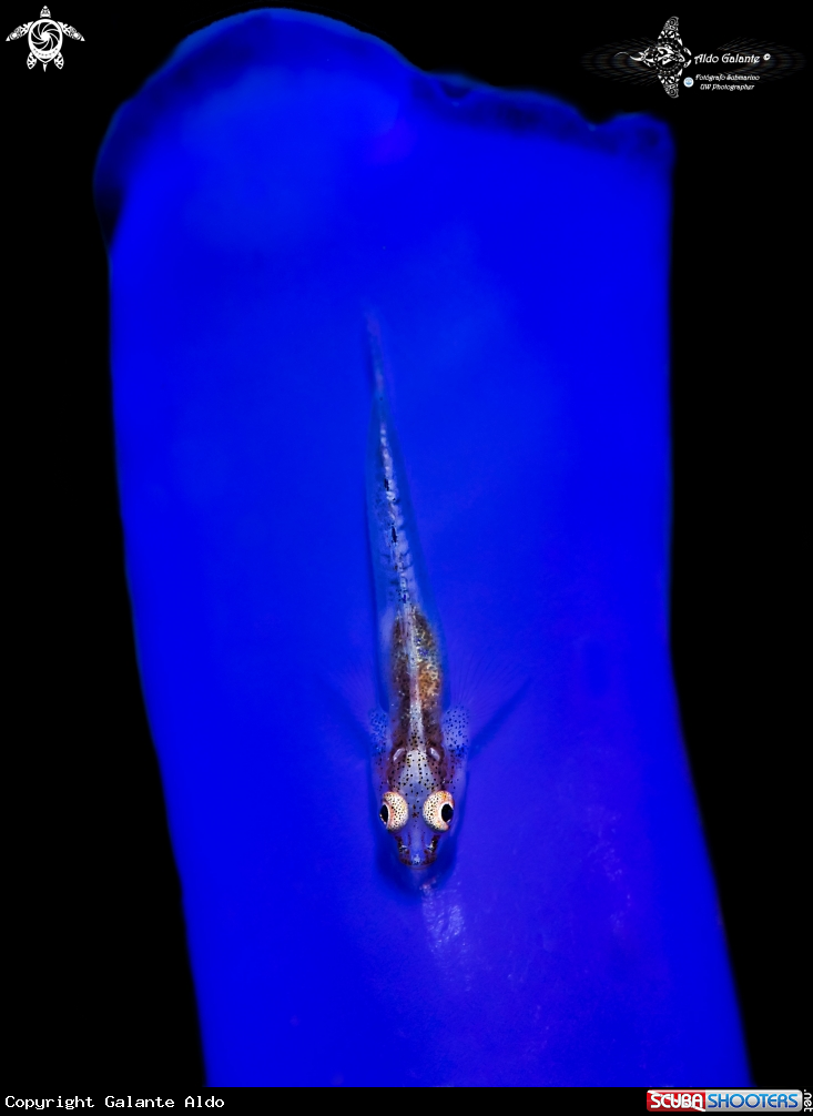A Whip coral Goby 