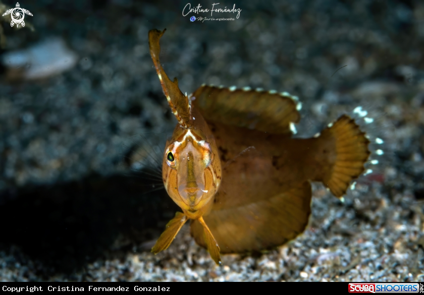 A Razorfish