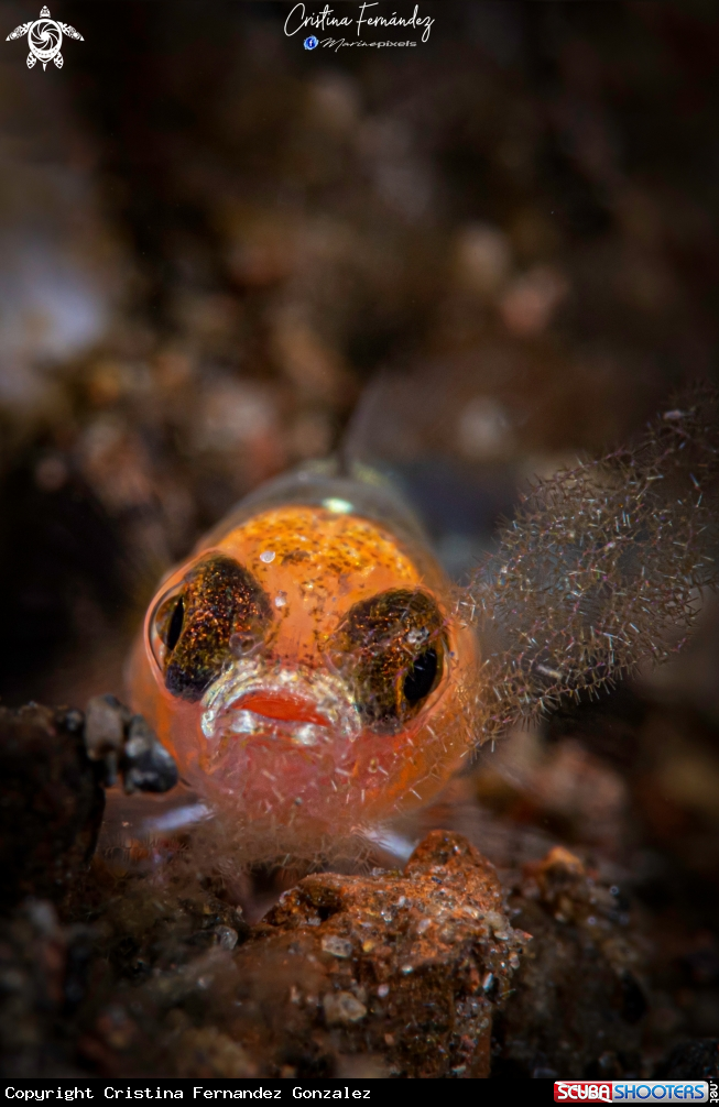 A Goby