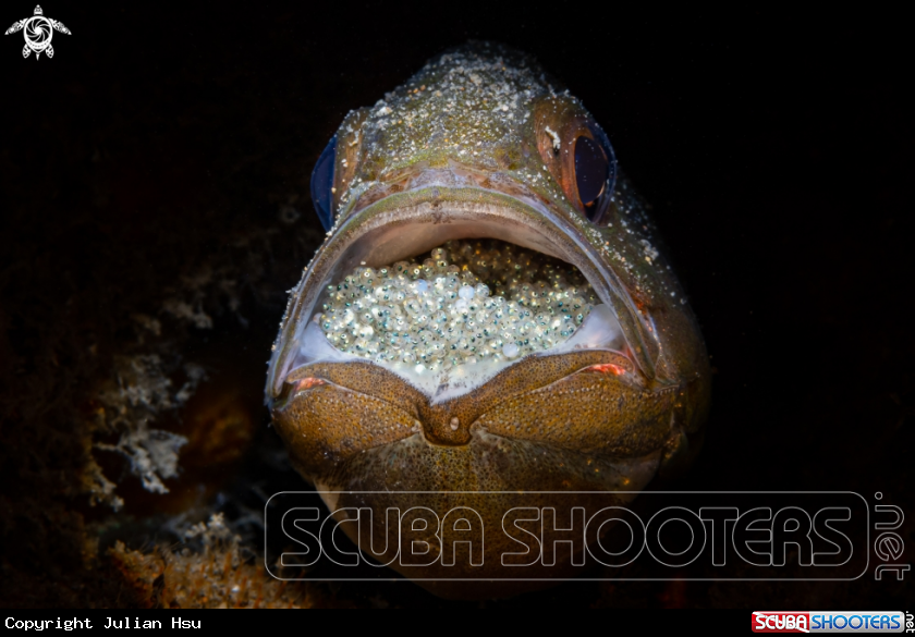 A Cardinalfish