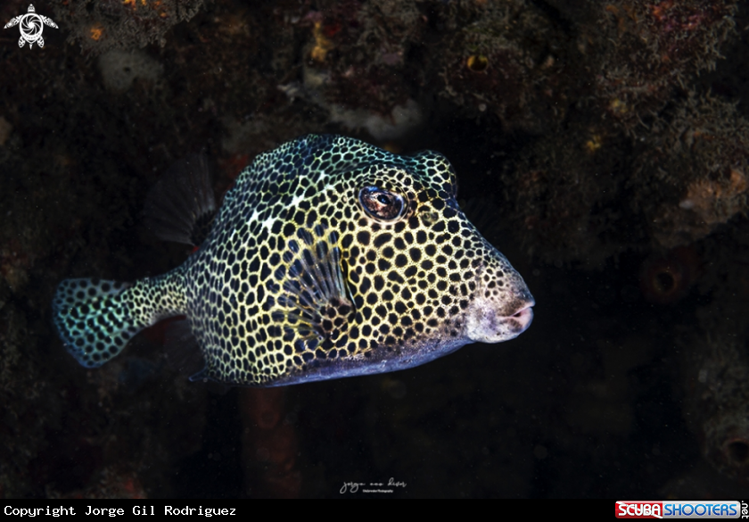A Spotted Trunkfish