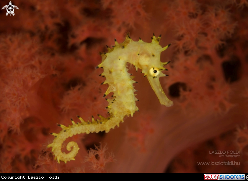 A Seahorse 