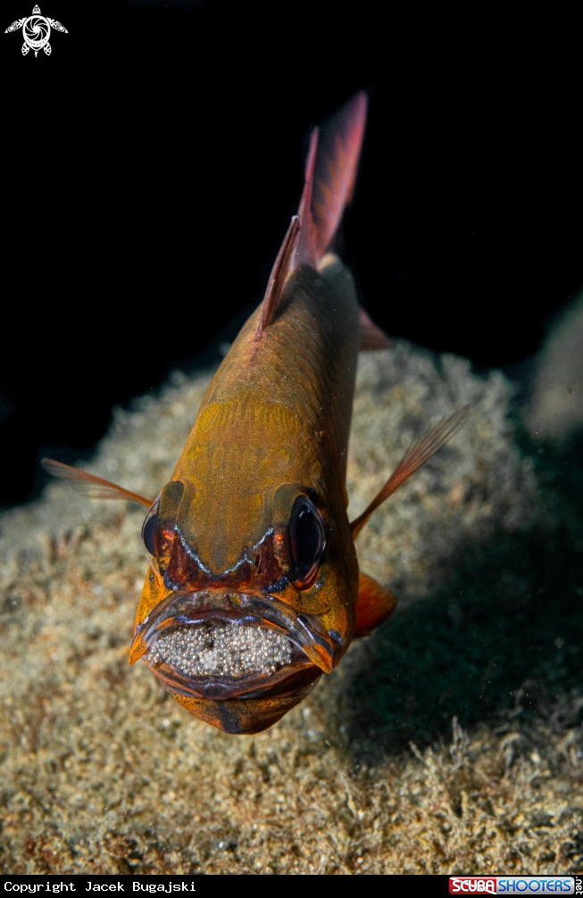 A Cardinal Fish