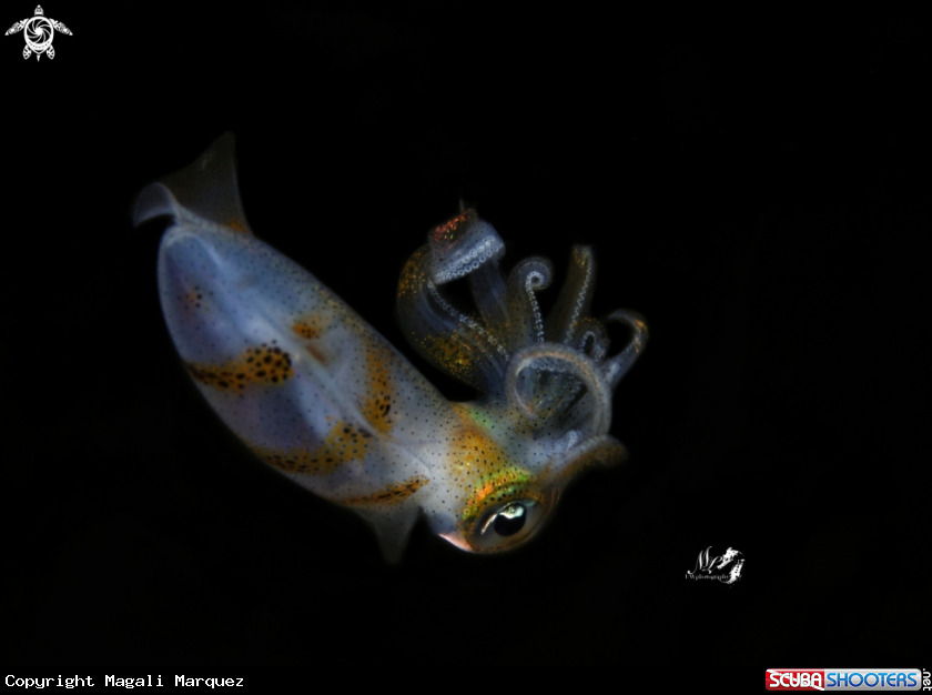 A Squid 