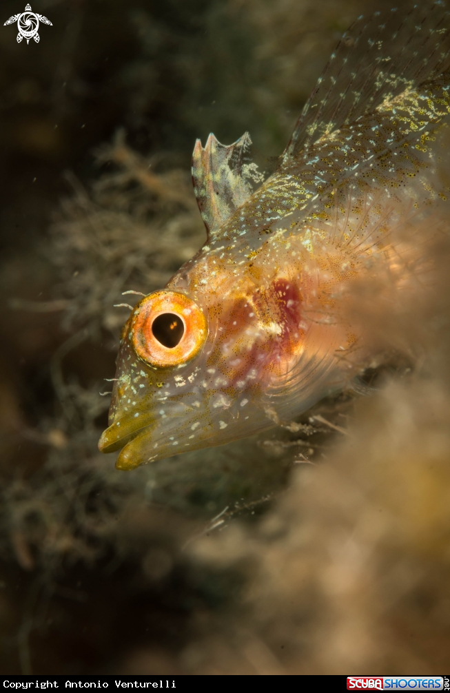 A pesce peperoncino