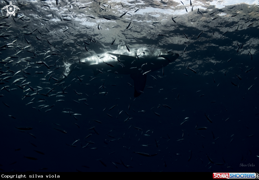 A Great White Shark