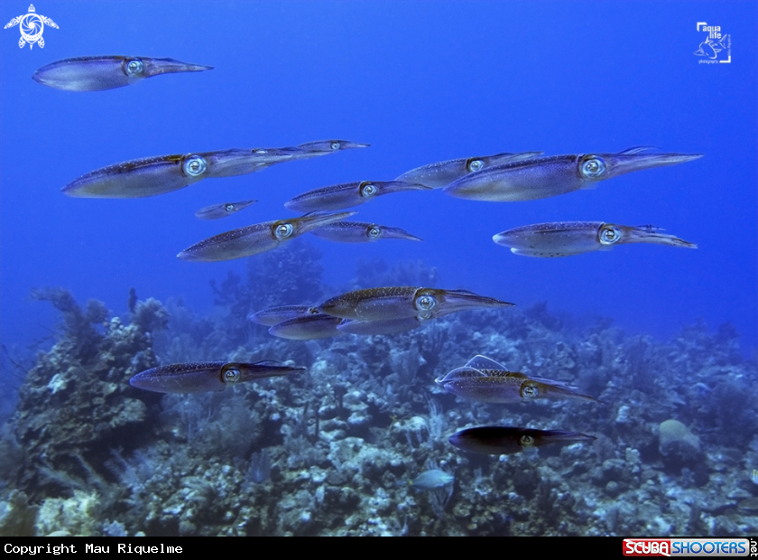 A Caribbean Reef Squid
