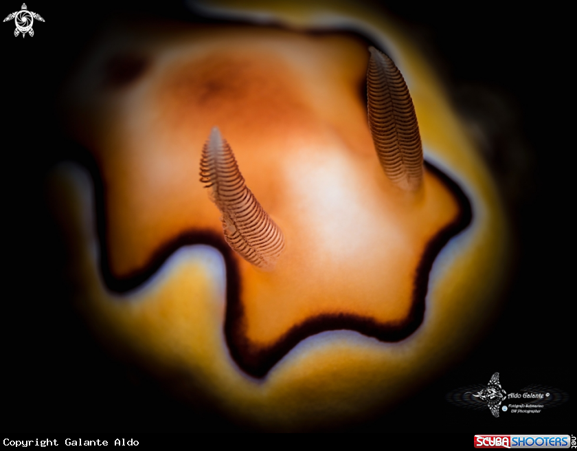 A Goniobranchus Nudibranch