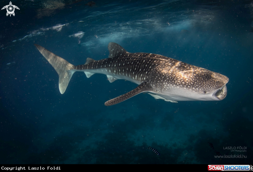 A Whale shark 