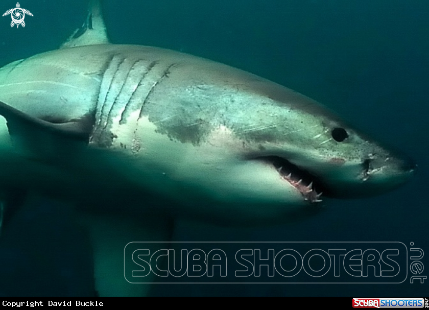 A Grt White Shark