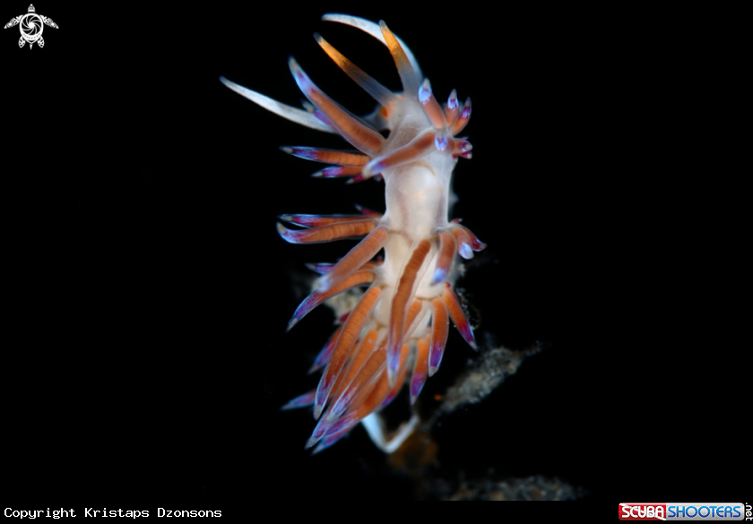 A Cratena peregrina nudibranch