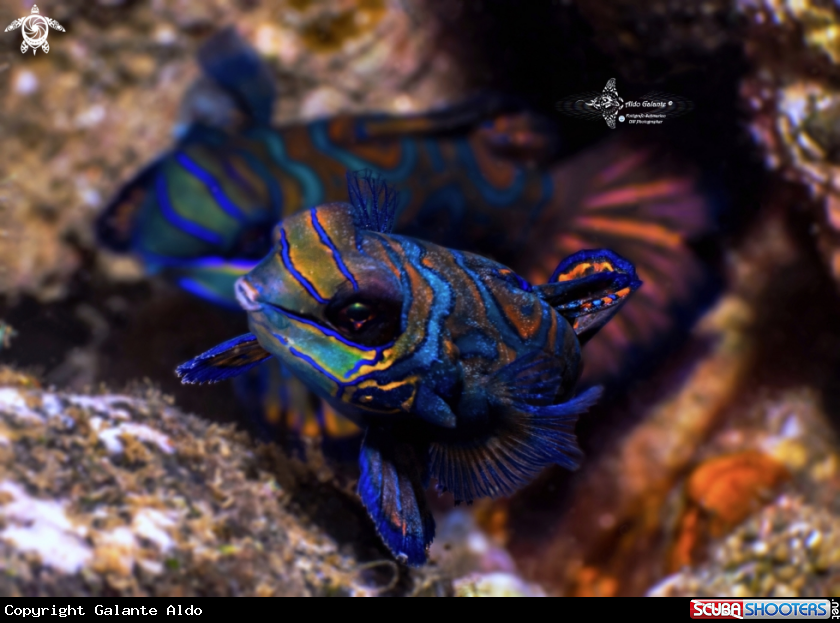A Mandarin Fish Couple