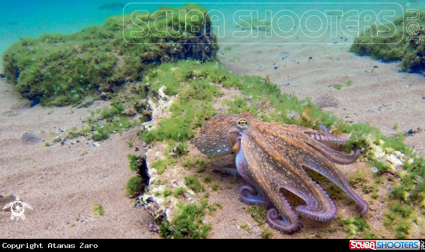 A Octopus