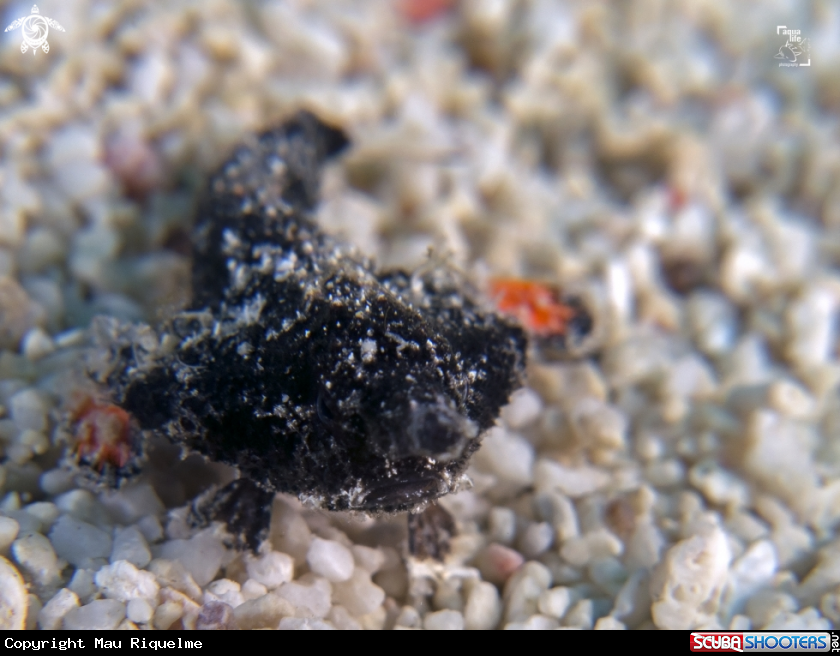 A Juvenile Shortnose Batfish