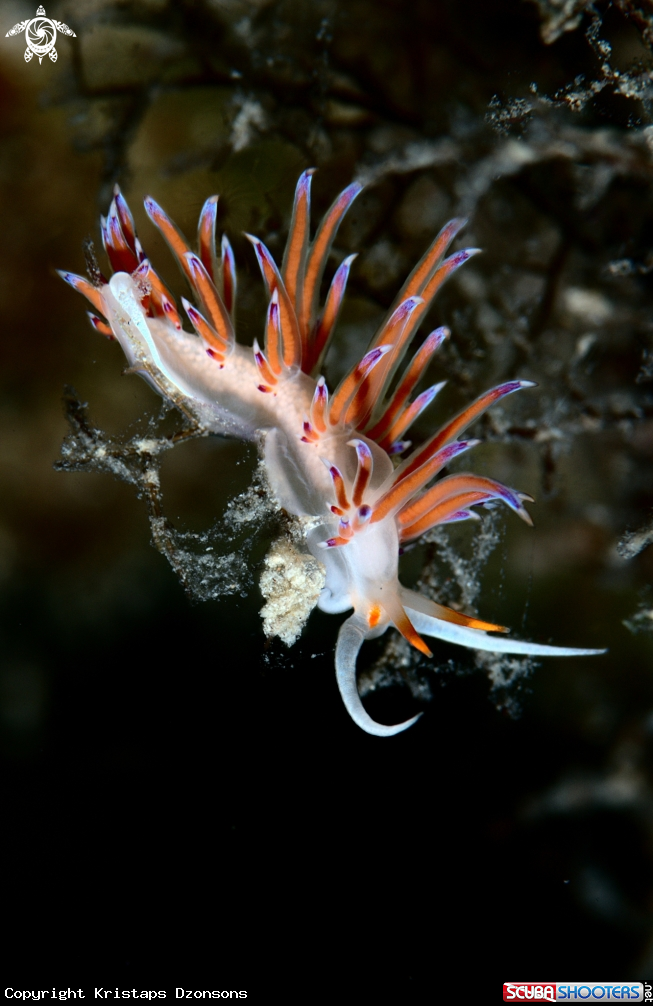 A Cratena peregrina nudibranch
